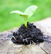 graine qui germe,petite plantule de légume