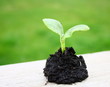 graine qui germe,petite plantule de légume
