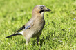 eurasian jay searching for insects / Garrulus glandarius