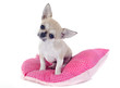 Photo: puppy chihuahua puppy chihuahua