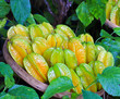 Star apple fruit