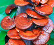 Mushroom farm; Ganoderma lucidum