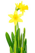 Narcissus flowers