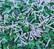 Silkworms and mulberry leaves