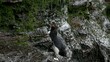 Rockhopper penguin taking a shower