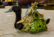 Bird and duck sacrifice at Besakih, Bali