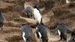 Rockhopper penguins coming home