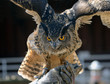 Photo: Eagle Owl Eagle Owl