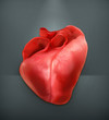 Vector: Human heart Human heart
