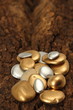 Gold Pebble contemplation of richness