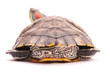 one Pond slider isolated on the white background