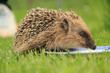 Igel im Gras