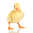 Duckling isolated on white