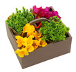 Beautiful flowers arranged in wooden box isolated on white