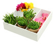 Beautiful flowers arranged in wooden box isolated on white