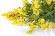 Sprigs of mimosa isolated on white