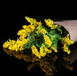 Sprigs of mimosa on dark background