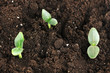 Green seedling growing from soil close-up.