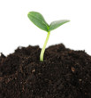 Green seedling growing from soil isolated on white