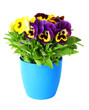 Beautiful pansies flowers isolated on a white