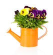 Beautiful pansies flowers isolated on a white