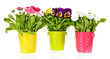 Beautiful flowers on grass on bright background