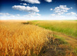 Wheat field against a blue sky