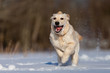 Running Golden Retriever