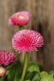 Stunning pink daisies on wooden background.