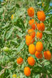 fresh tomatoes still on tree plant