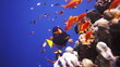 Coral and fish in the Red Sea, Egypt