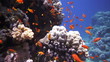 Coral and fish in the Red Sea, Egypt