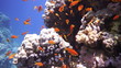 Coral and fish in the Red Sea, Egypt