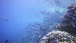 Coral and fish in the Red Sea, Egypt