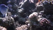 Coral and fish in the Red Sea, Egypt