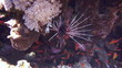 Coral and fish in the Red Sea, Egypt