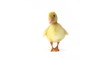 Video: Duckling looking around and shaking on white background Duckling looking around and shaking on white background
