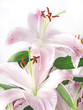 Flower lily
