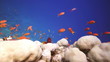 Coral and fish in the Red Sea, Egypt