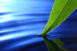 leaf in water