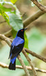 Deep color of male Asian Fairy-bluebird catch on the tree