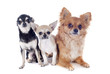 Foto: three chihuahuas three chihuahuas