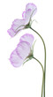 cosmos flower
