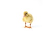 Duckling looking around and shaking on white background