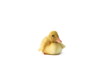 Video: Duckling lying and looking around on white background Duckling lying and looking around on white background