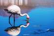 Foto: Flamingo Flamingo