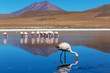 Foto: Flamingo Flamingo
