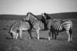 Zebras resting their heads