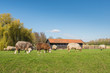 Photo: Grazing sheep in wintercoats. Grazing sheep in wintercoats.