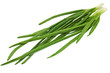 Young onion on white background. Close-Up. Isolated.